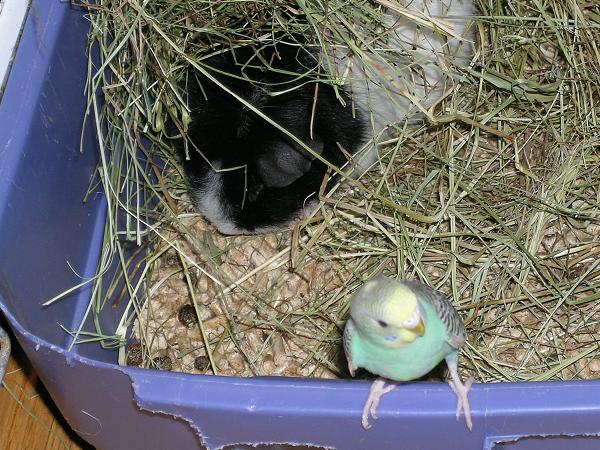 Uncle Molly the parakeet with Mamasan guinea pig