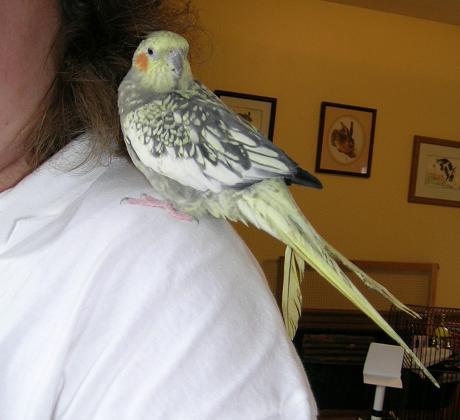 Perl the cockatiel