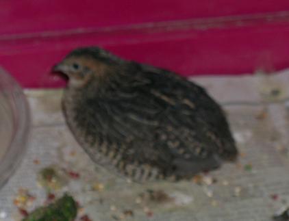 quail